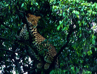 LeopardMara_013