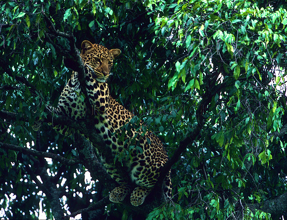 LeopardMara_013
