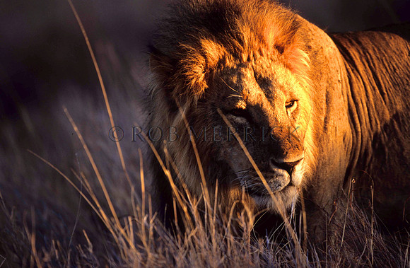 LionLewa_008