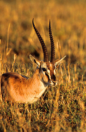 Thomson'sGazelleMara_001