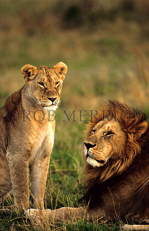 LionMara_023