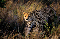 CheetahLewa_006