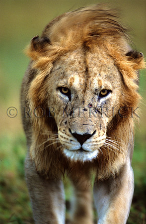 LionMara_041