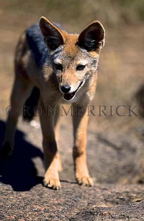 SilverbackJackalMara_002