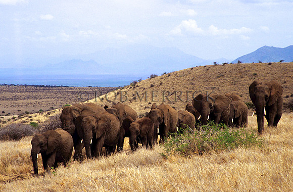 ElephantLewa_014