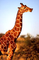 GiraffeLewa_015
