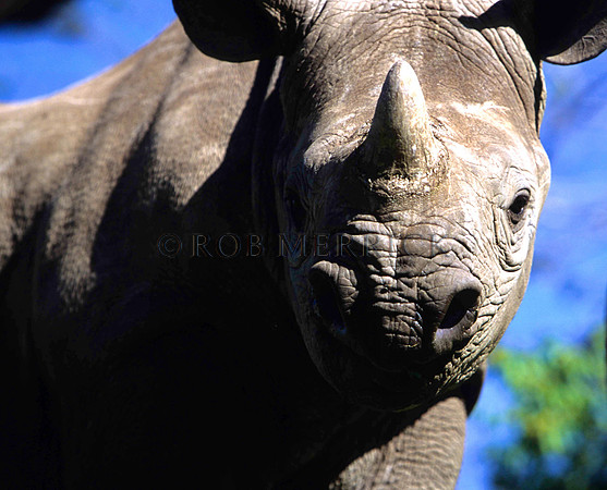 BlackRhinoLewa_035