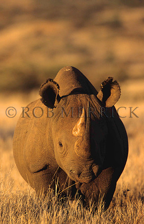 BlackRhinoLewa_036