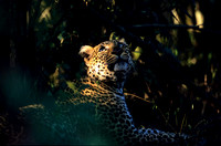 LeopardMara_002