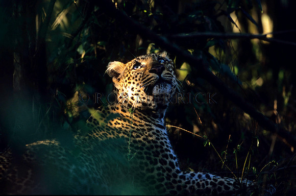 LeopardMara_002