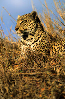 LeopardLondolozi_003