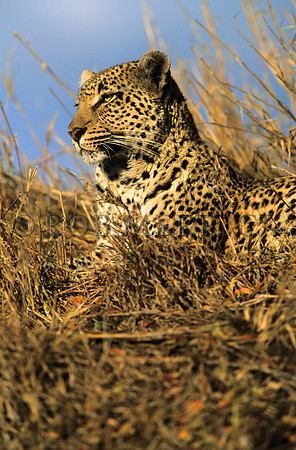 LeopardLondolozi_003