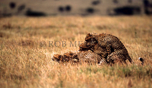 CheetahMara_006