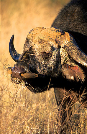 CapeBuffaloSamburu_002