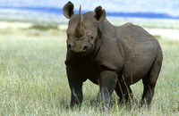 BlackRhinoLewa_009