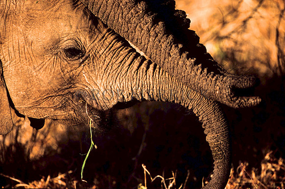 ElephantLewa_017