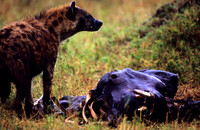 HyenaMara_004