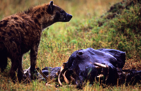 HyenaMara_004