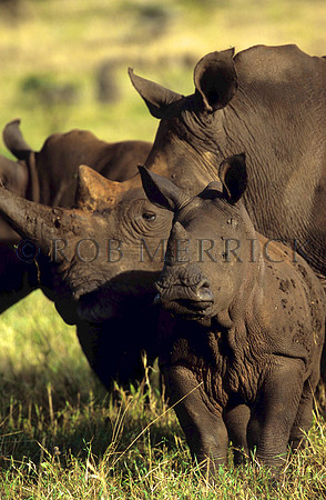 WhiteRhinoLewa_003