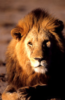 LionAmboseli_001