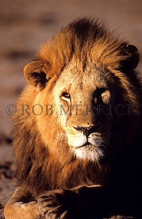 LionAmboseli_001