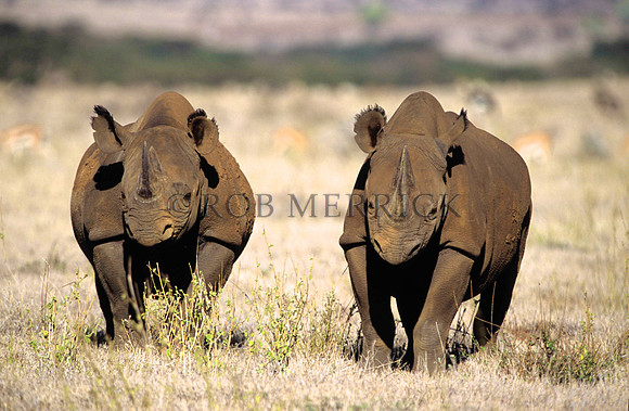 BlackRhinoLewa_023