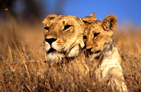 LionLewa_016