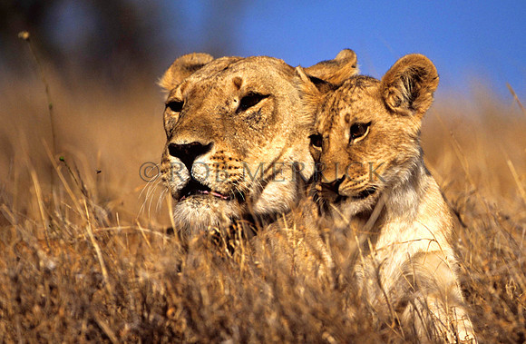 LionLewa_016