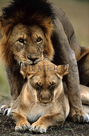 LionMara_019