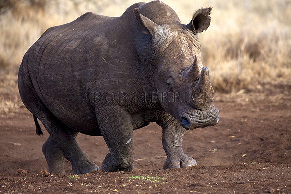 WhiteRhinoLewa_006