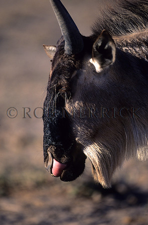WildebeestSamburu_002