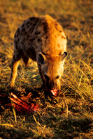 HyenaMara_010