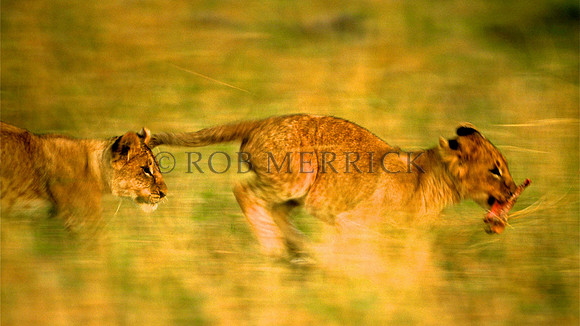 LionMara_005