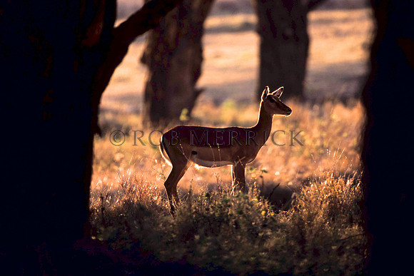 ImpalaLewa_001