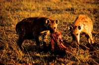 HyenaMara_012