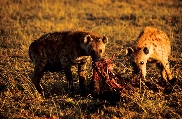 HyenaMara_012