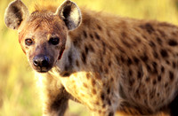 HyenaMara_0012