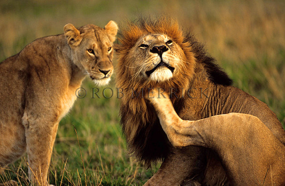 LionMara_022