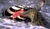 CrocMara_005