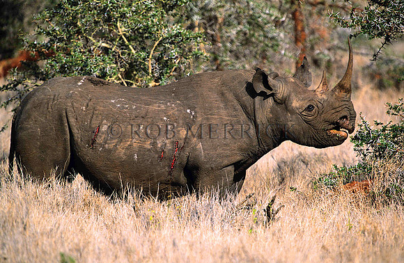 BlackRhinoLewa_044