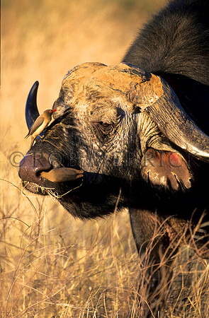 CapeBuffaloSamburu_003