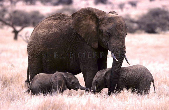ElephantLewa_030