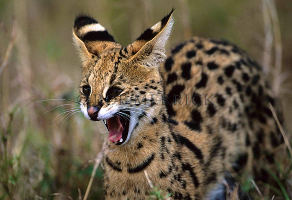 ServalCatMara_001