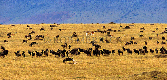 LionMara_035