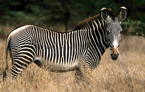 Grevy'sZebraLewa_007