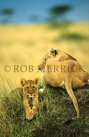 LionMara_032