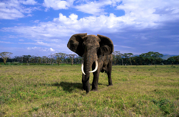 ElephantLewa_018