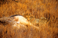 CheetahLewa_016