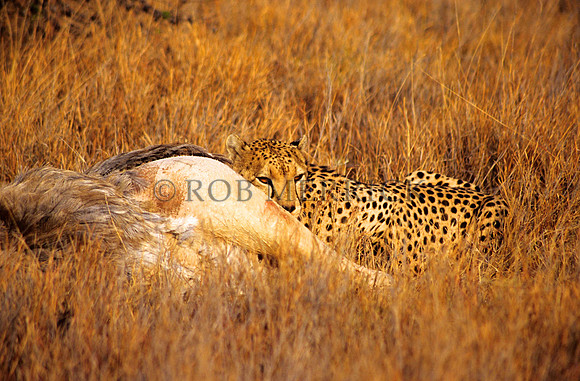 CheetahLewa_016