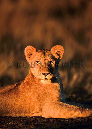 LionMara_003